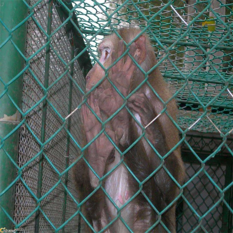 上海動(dòng)物園圍欄網(wǎng)圖片1