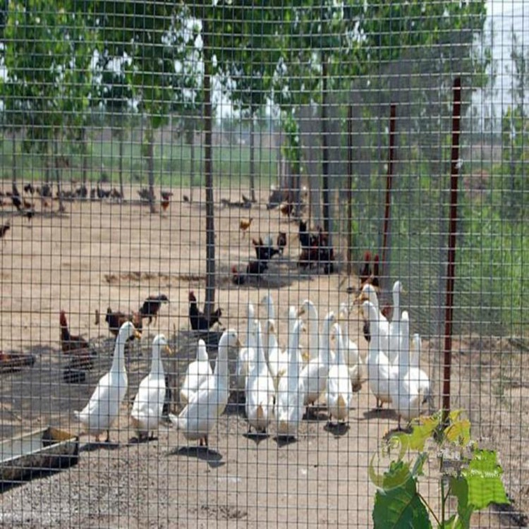 菜園果園圍養(yǎng)殖圍欄防牲畜護欄網(wǎng)圖片3